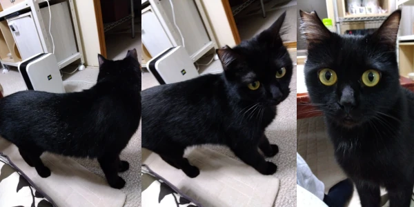 ブルーデオを怪訝そうに見る黒猫