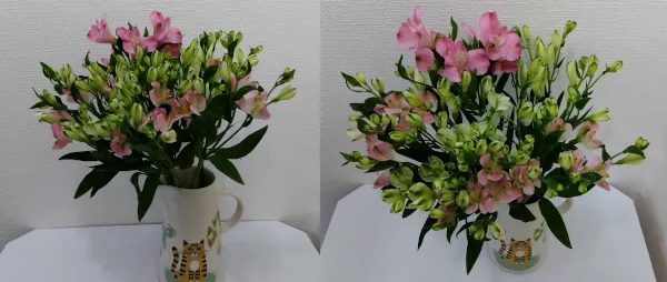 アルストロメリア「ストロベリーMIX」を花びんに生けた様子