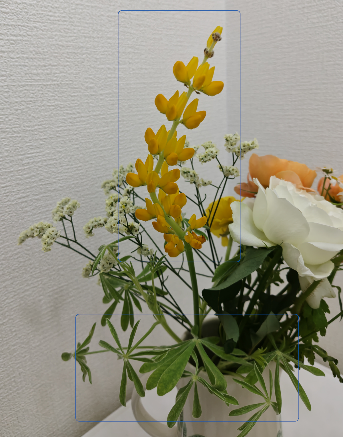 キバナルピナス