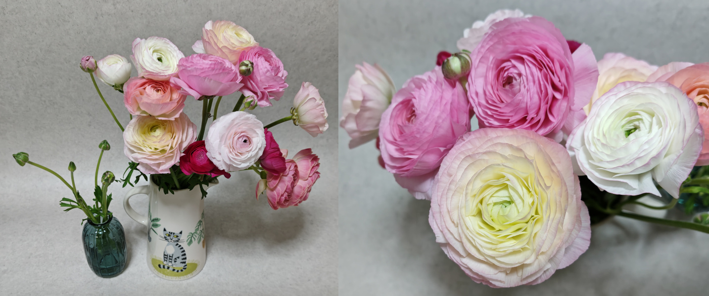 FLOWERロスレスブーケピンクアソートラナンキュラスが可愛いからアップも撮影